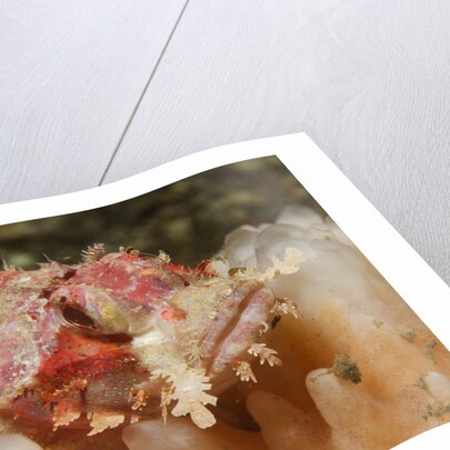 Papuan Scorpionfish by Anonymous