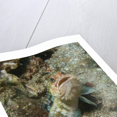 Variable Jawfish by Anonymous