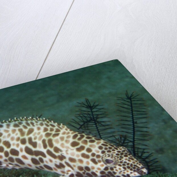 Longfin Grouper by Anonymous