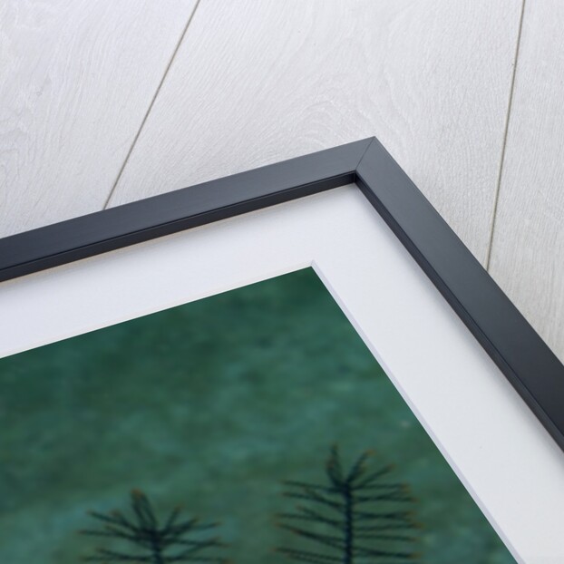 Longfin Grouper by Anonymous