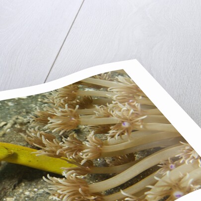 Female Ribbon Eel by Anonymous
