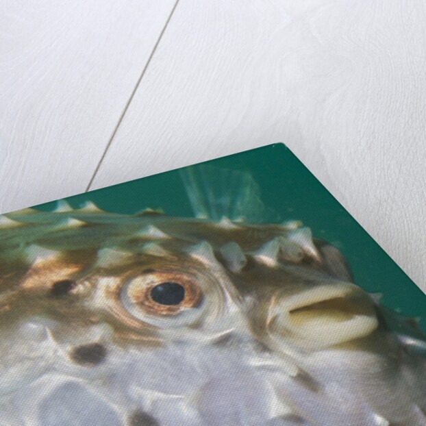 Orbicular Burrfish puffed up closeup by Anonymous