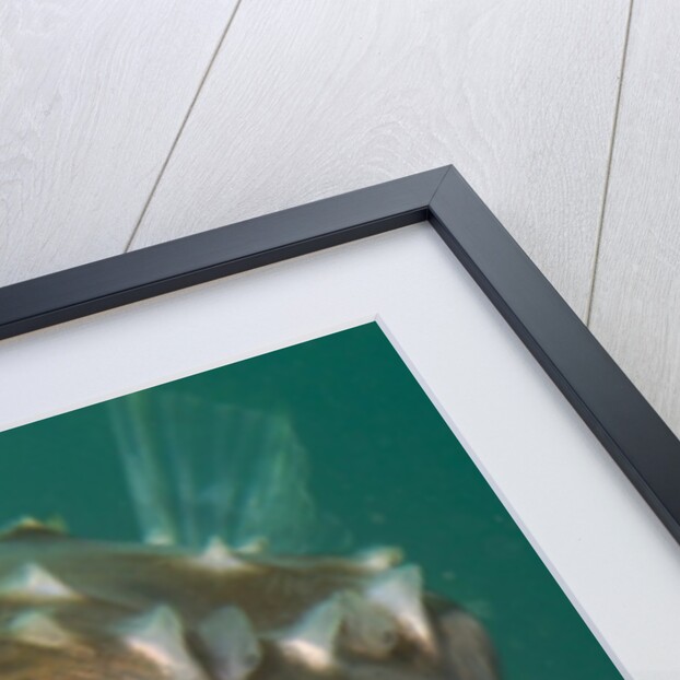 Orbicular Burrfish puffed up closeup by Anonymous