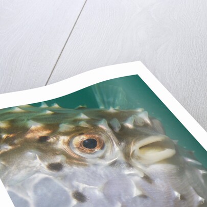 Orbicular Burrfish puffed up closeup by Anonymous