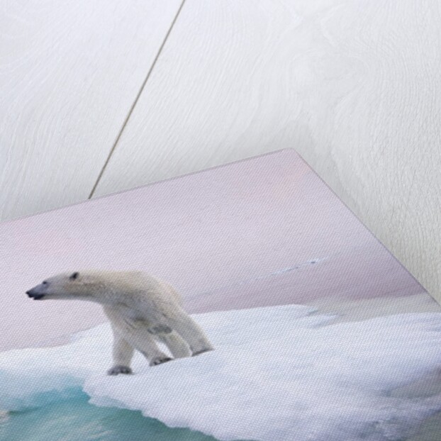 Polar Bear, Hudson Bay, Canada by Anonymous