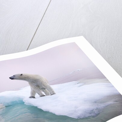 Polar Bear, Hudson Bay, Canada by Anonymous