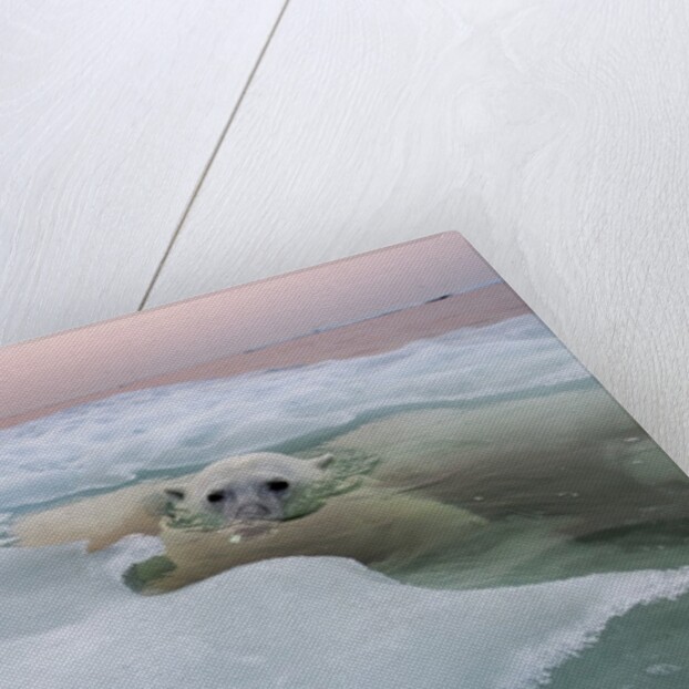 Polar Bear, Hudson Bay, Canada by Anonymous