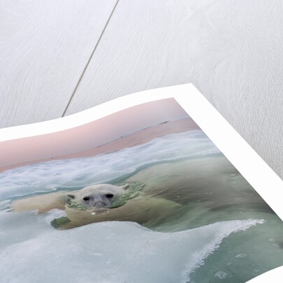 Polar Bear, Hudson Bay, Canada by Anonymous