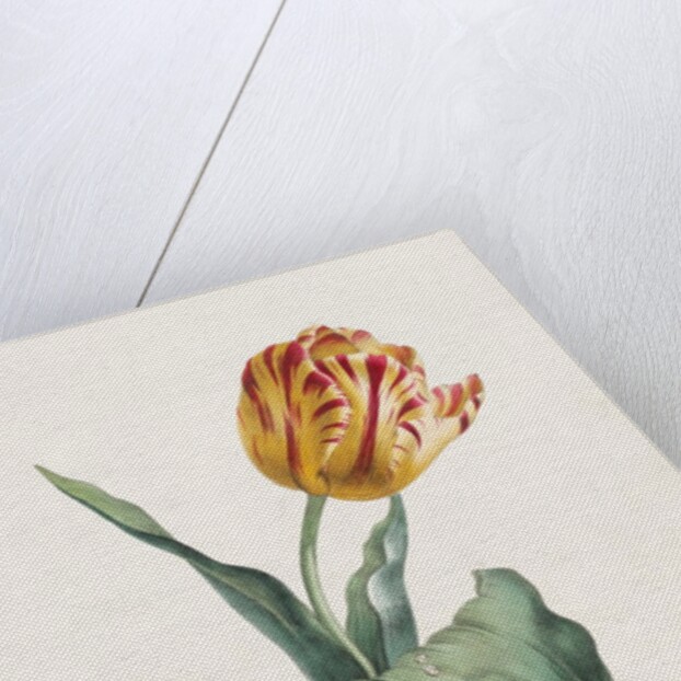 Tulip by Valentine Bartholomew