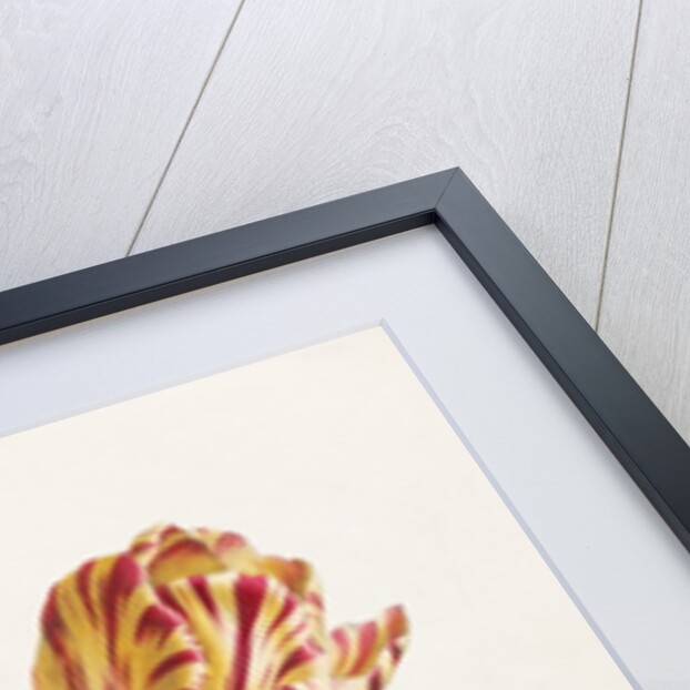 Tulip by Valentine Bartholomew