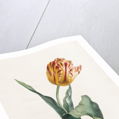 Tulip by Valentine Bartholomew