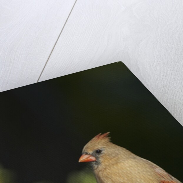 Northern Cardinal by Anonymous
