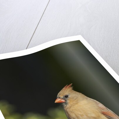 Northern Cardinal by Anonymous