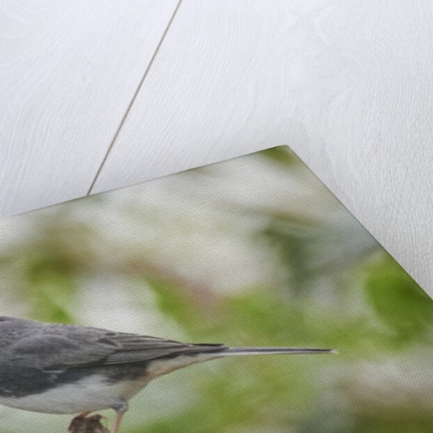 Dark-eyed Junco by Anonymous