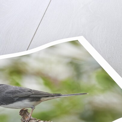 Dark-eyed Junco by Anonymous