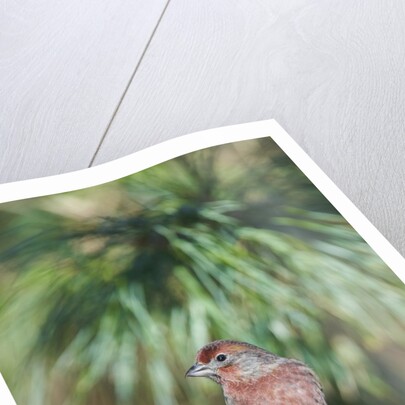 House Finch by Anonymous