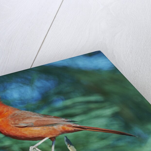 Northern Cardinal by Anonymous
