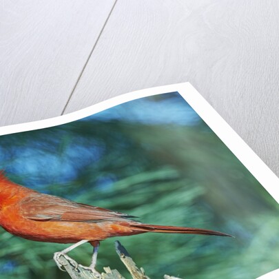 Northern Cardinal by Anonymous