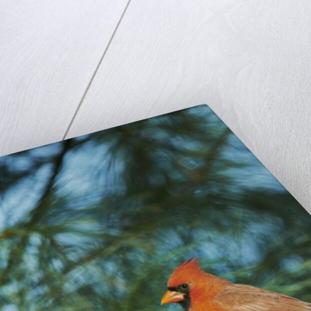 Northern Cardinal by Anonymous