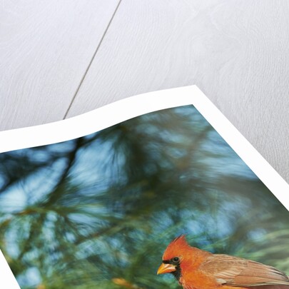 Northern Cardinal by Anonymous