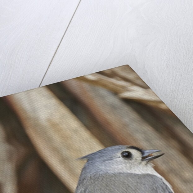 Tufted Titmouse by Anonymous