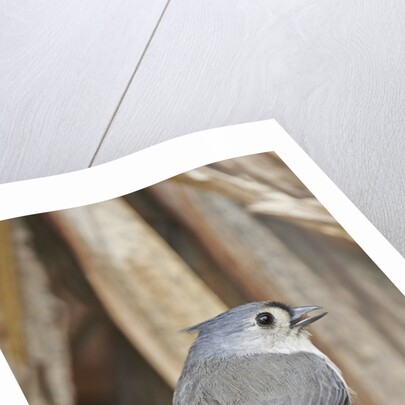 Tufted Titmouse by Anonymous