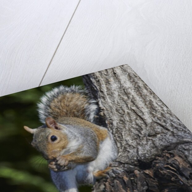 Grey Squirrel by Anonymous