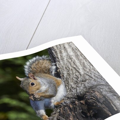 Grey Squirrel by Anonymous