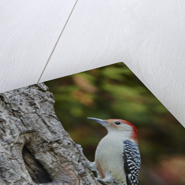 Red-bellied Woodpecker by Anonymous