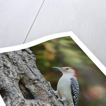 Red-bellied Woodpecker by Anonymous