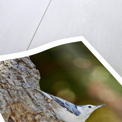 White-breasted Nuthatch by Anonymous