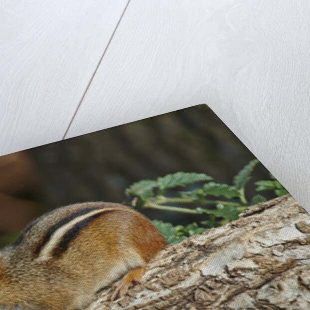 Eastern American chipmunk by Anonymous