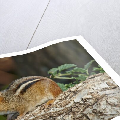 Eastern American chipmunk by Anonymous