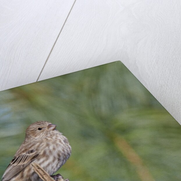 House Finch by Anonymous