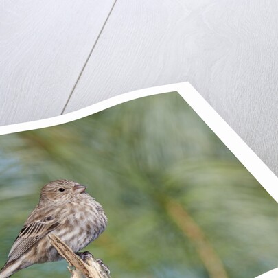 House Finch by Anonymous