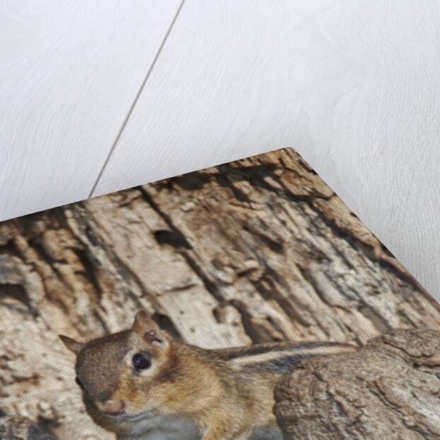 Eastern American chipmunk by Anonymous
