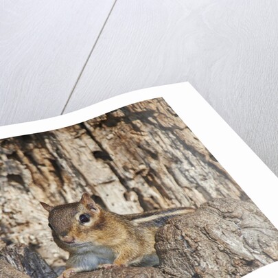 Eastern American chipmunk by Anonymous