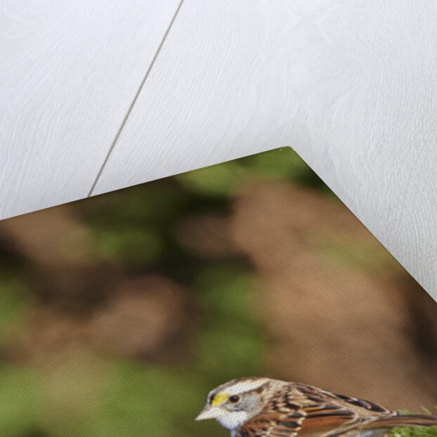 White-throated Sparrow by Anonymous