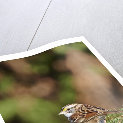 White-throated Sparrow by Anonymous
