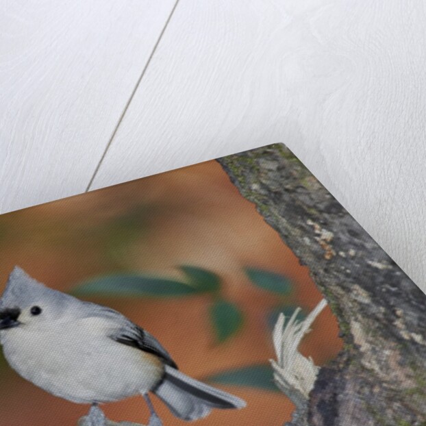 Tufted Titmouse by Anonymous