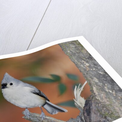 Tufted Titmouse by Anonymous