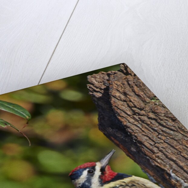 Yellow-beilled Sapsucker by Anonymous