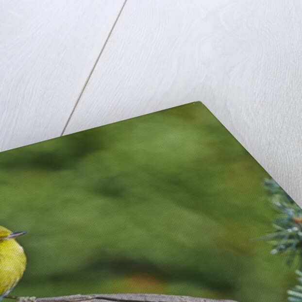 Pine Warbler by Anonymous