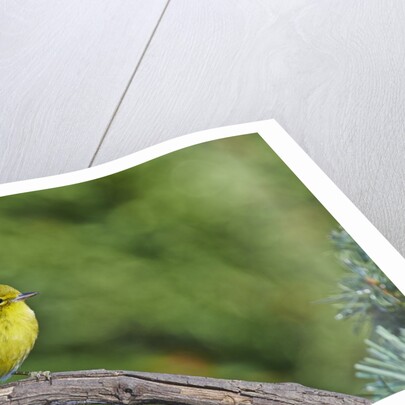 Pine Warbler by Anonymous