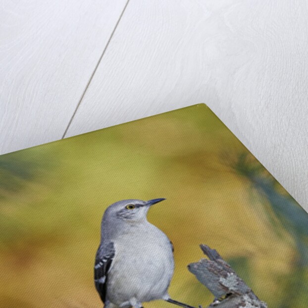 Northern Mockingbird by Anonymous