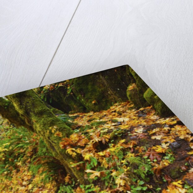 fall colors add beauty trail, Silver Falls State Park, Oregon by Anonymous