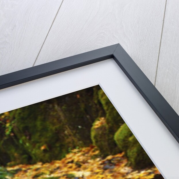 fall colors add beauty trail, Silver Falls State Park, Oregon by Anonymous