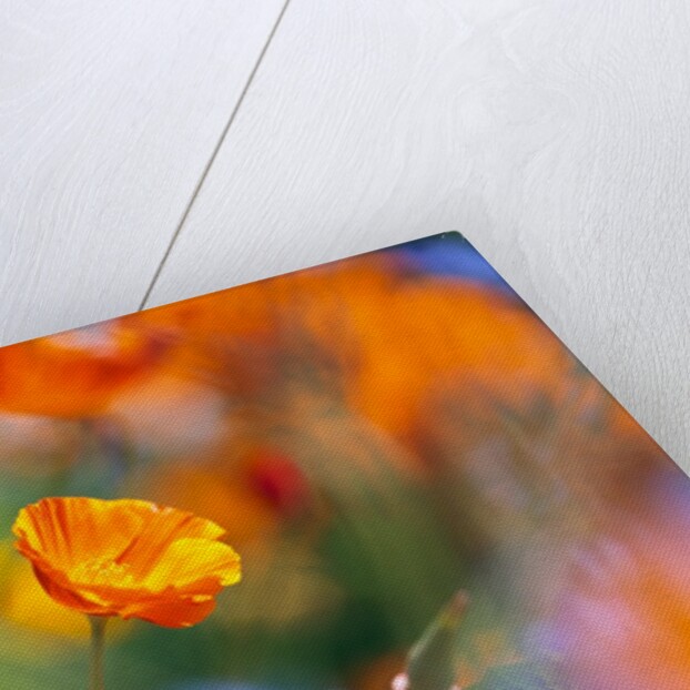 Close-up of wildflowers by Anonymous