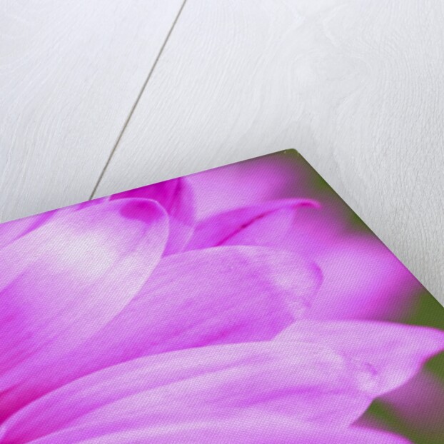 Close-up of wildflower by Anonymous