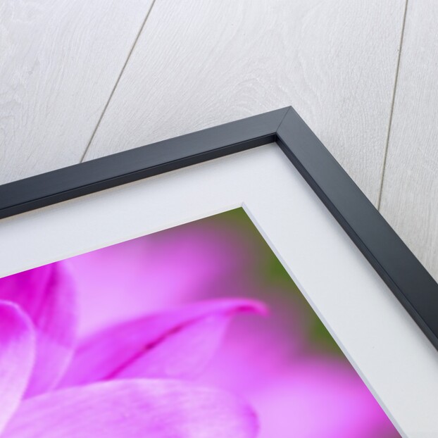 Close-up of wildflower by Anonymous
